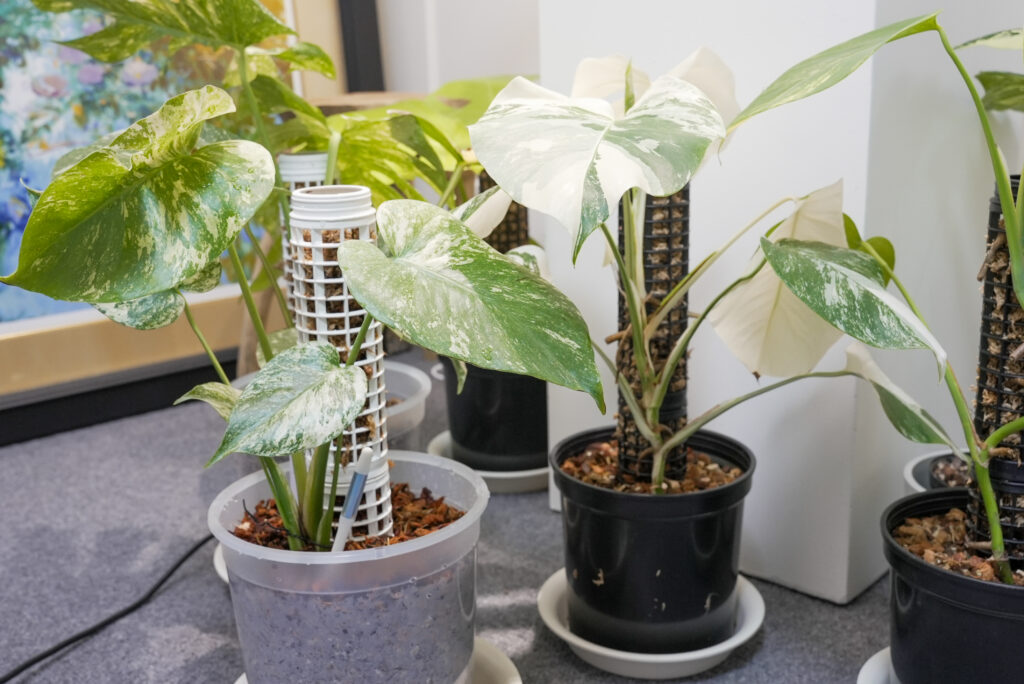 モンステラの育て方｜水やりのタイミング｜植物図鑑｜HanaPrime（ハナ