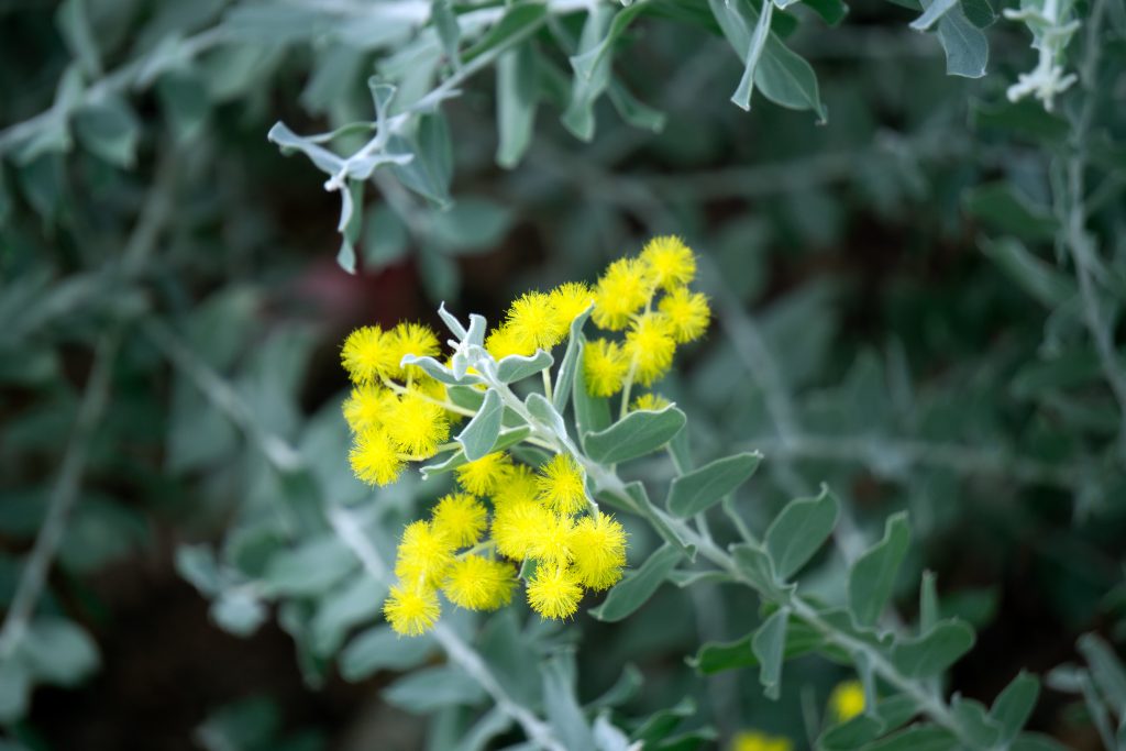 パールアカシアの育て方｜植物図鑑｜HanaPrime（ハナプライム）