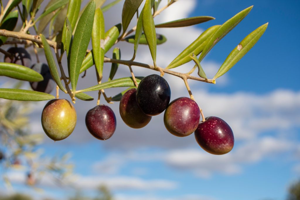 オリーブ アルベキーナの育て方｜植物図鑑｜HanaPrime（ハナ