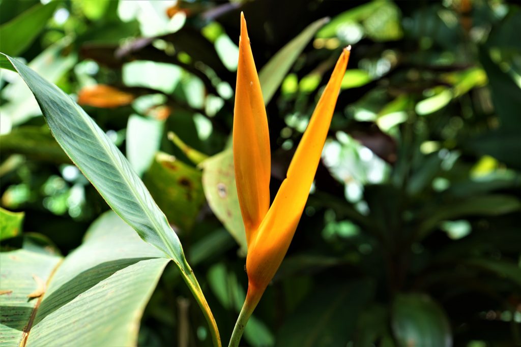 ストレリチア　ノンリーフ　黄花 ストレリチア ノンリーフの育て方｜植物図鑑｜HanaPrime（ハナ