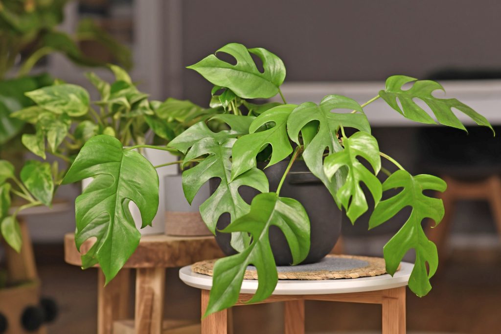モンステラの育て方｜植物図鑑｜HanaPrime（ハナプライム）