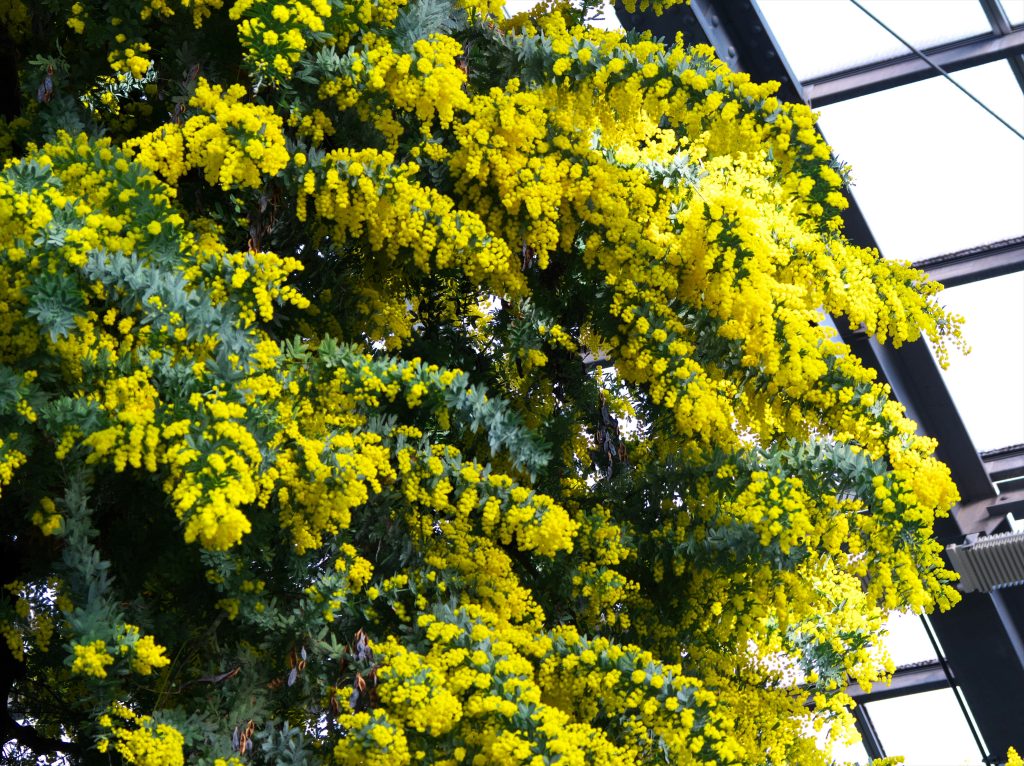 アカシア ブルーブッシュの育て方｜植物図鑑｜HanaPrime（ハナ