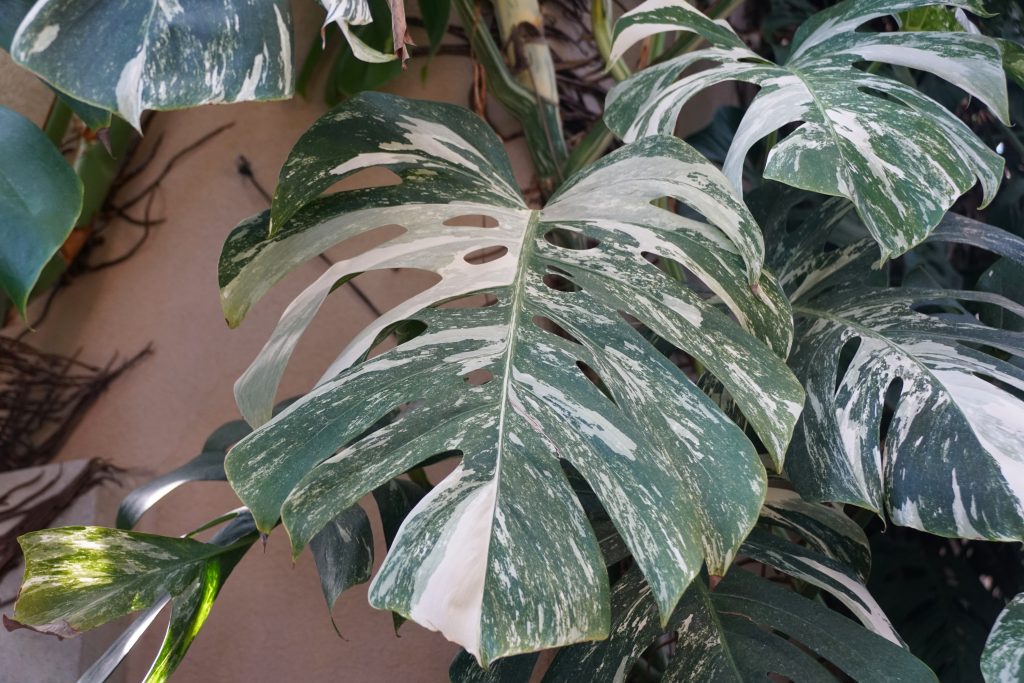 斑入りモンステラ（ホワイトモンスター）の育て方｜植物図鑑