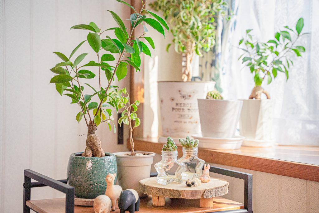 一人暮らしの1Rにおすすめの観葉植物｜植物図鑑｜HanaPrime