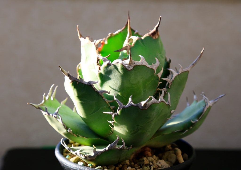 アガベの育て方｜植物図鑑｜HanaPrime（ハナプライム）