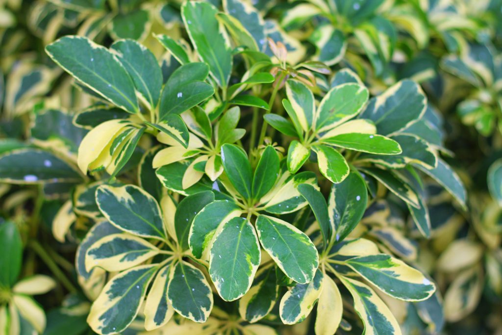 シェフレラ 細葉 えぇ気根 251021 シェフレラ | 観葉植物の通販 AND