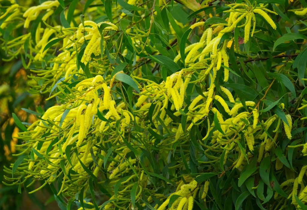 パールアカシア/ 701