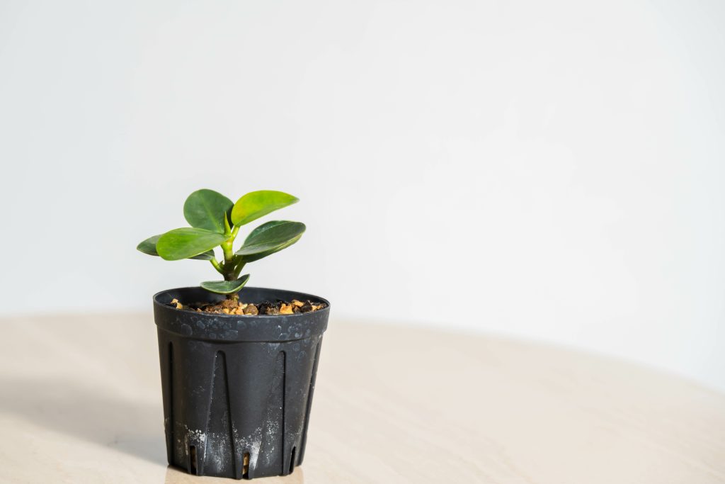 パンダガジュマルの育て方｜植物図鑑｜HanaPrime（ハナプライム）