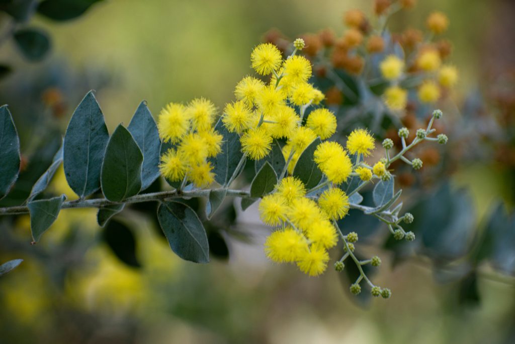 パールアカシアの育て方｜植物図鑑｜HanaPrime（ハナプライム）