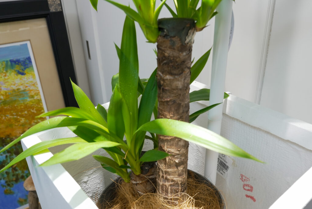 ユッカ（青年の木）の育て方｜植物図鑑｜HanaPrime（ハナプライム）