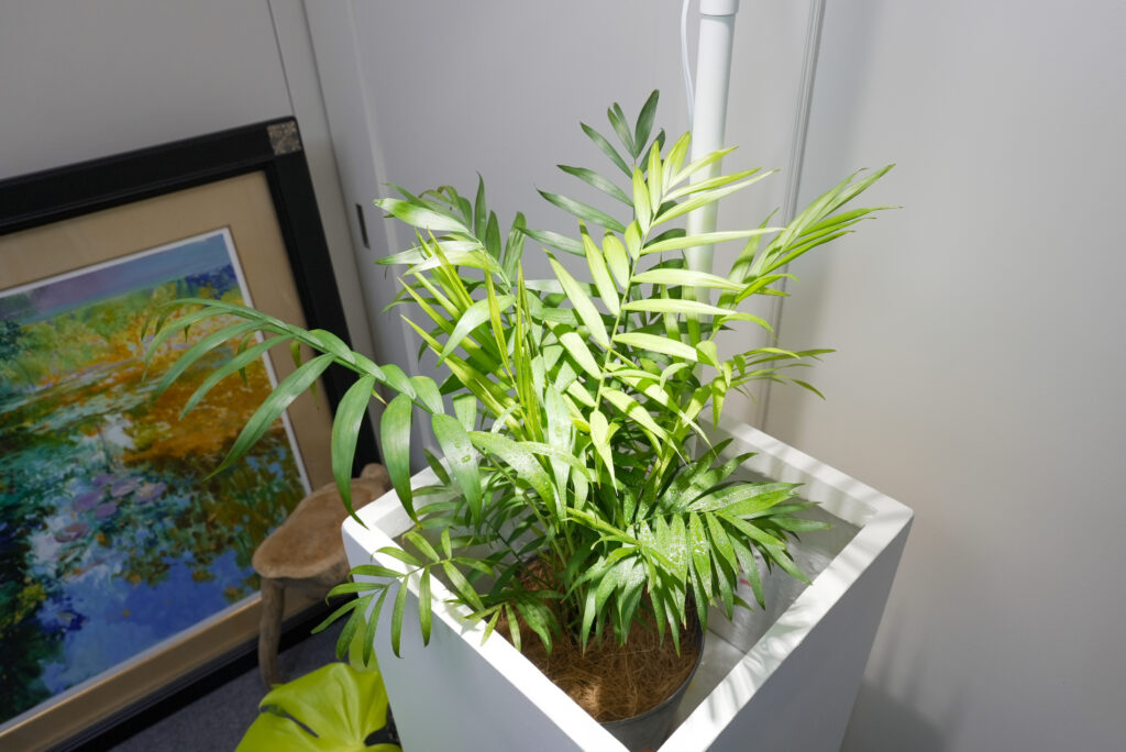 テーブル椰子5年もの テーブル椰子5年もの