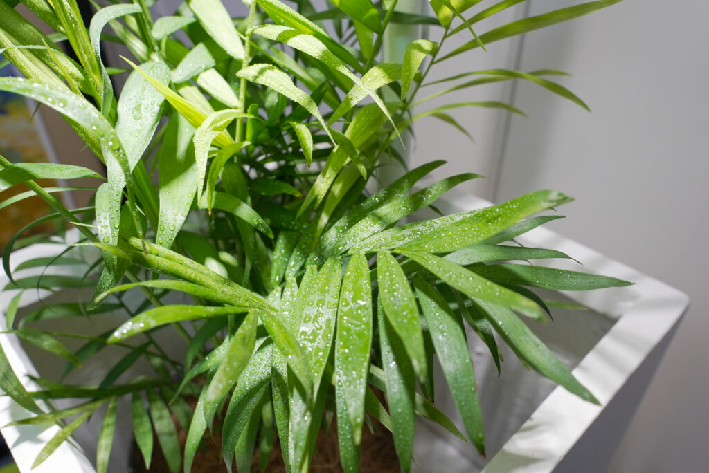 テーブルヤシの育て方｜植物図鑑｜HanaPrime（ハナプライム）