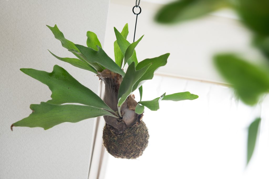 ビカクシダ（コウモリラン）の育て方｜植物図鑑｜HanaPrime（ハナ