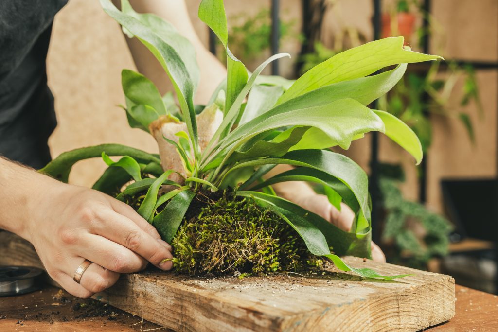 ビカクシダ（コウモリラン）の育て方｜植物図鑑｜HanaPrime