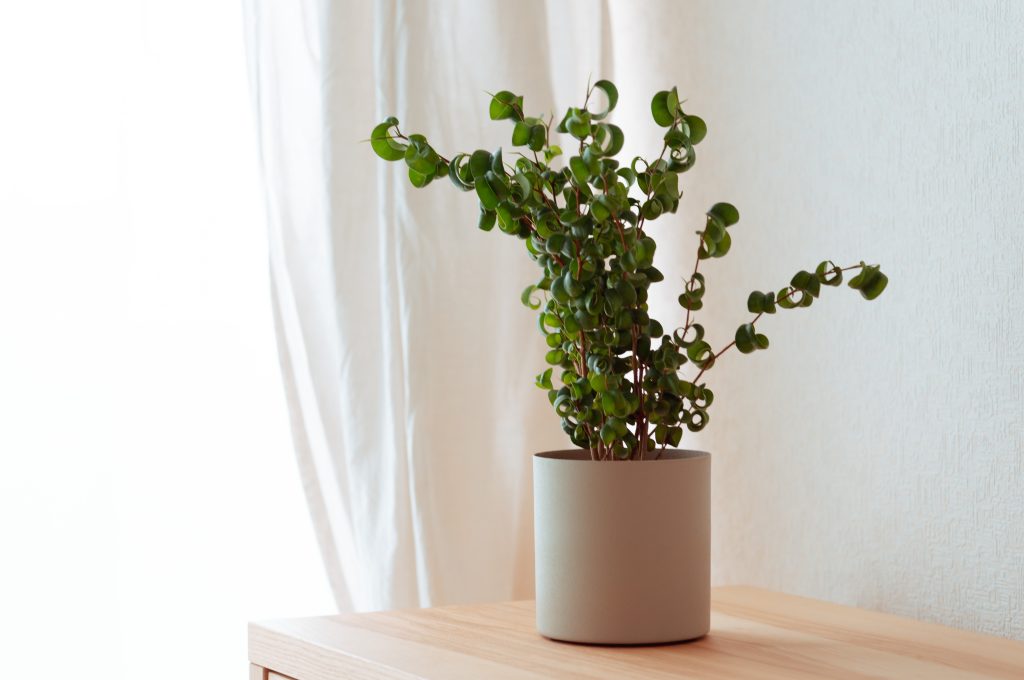 フィカス ベンジャミン バロックの育て方｜植物図鑑｜HanaPrime（ハナ