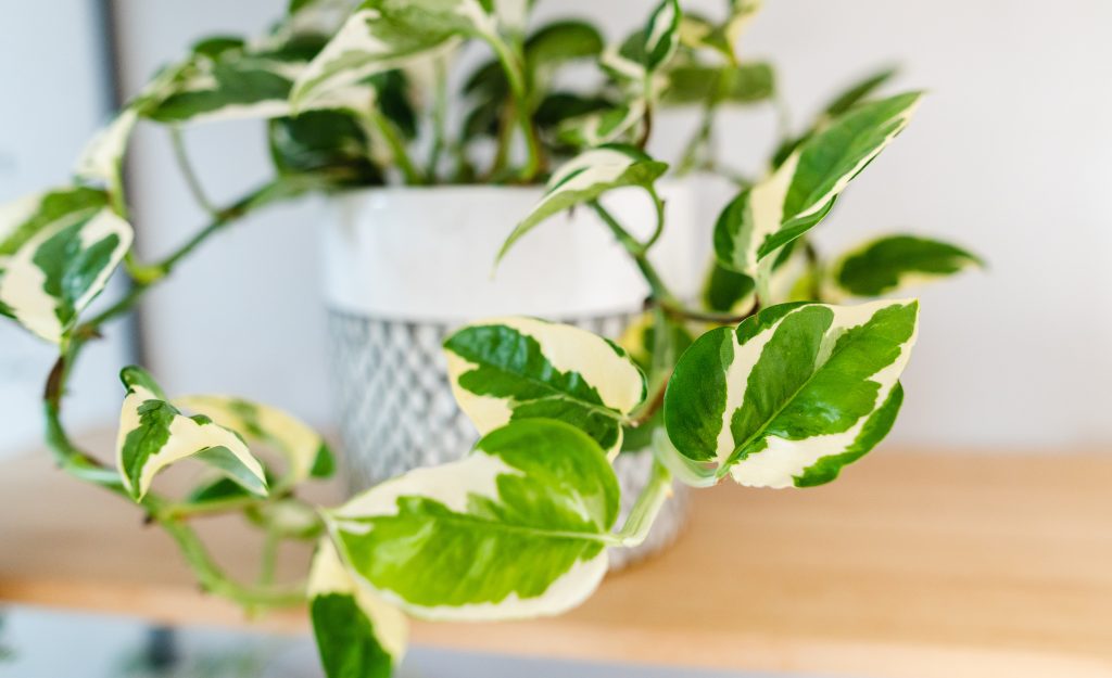 ポトスライムの育て方｜植物図鑑｜HanaPrime（ハナプライム）