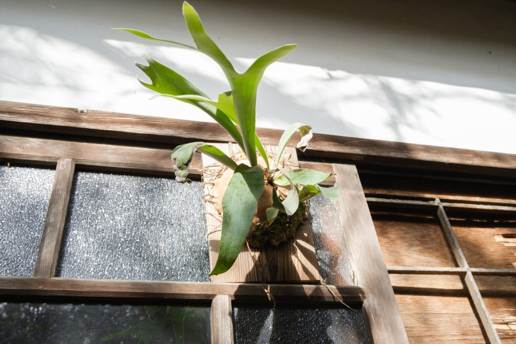 ビカクシダ（コウモリラン）の育て方｜植物図鑑｜HanaPrime（ハナ