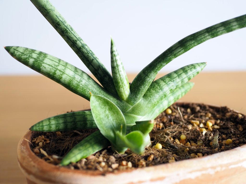 サンスベリア ボンセレンシス 極上斑入り サンセベリア sansevieria サンスベリア ボンセレンシス 極上斑入り サンセベリア