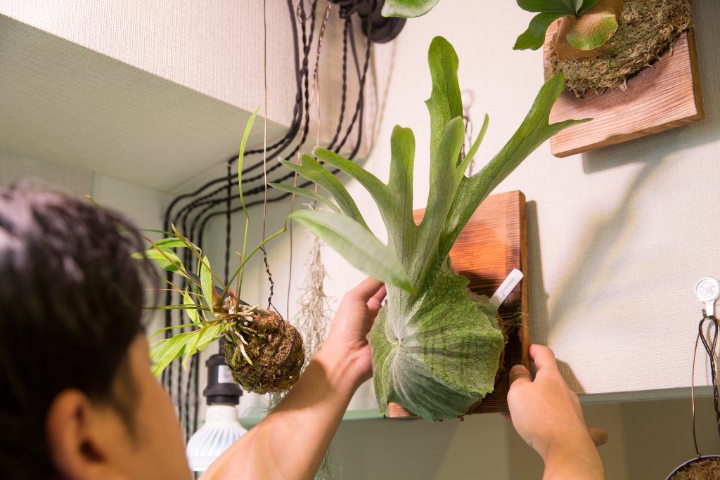 ビカクシダ（コウモリラン）の育て方｜植物図鑑｜HanaPrime（ハナ