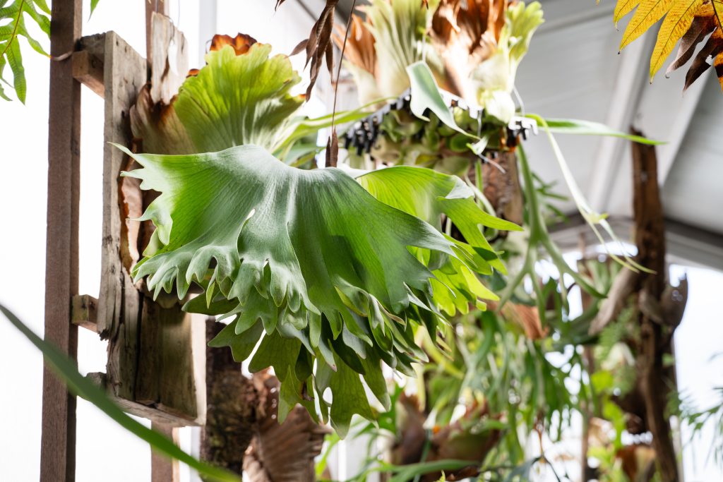 ビカクシダ（コウモリラン）の育て方｜植物図鑑｜HanaPrime（ハナ