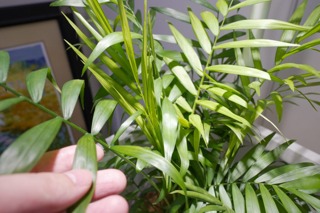 テーブルヤシの育て方｜植物図鑑｜HanaPrime（ハナプライム）