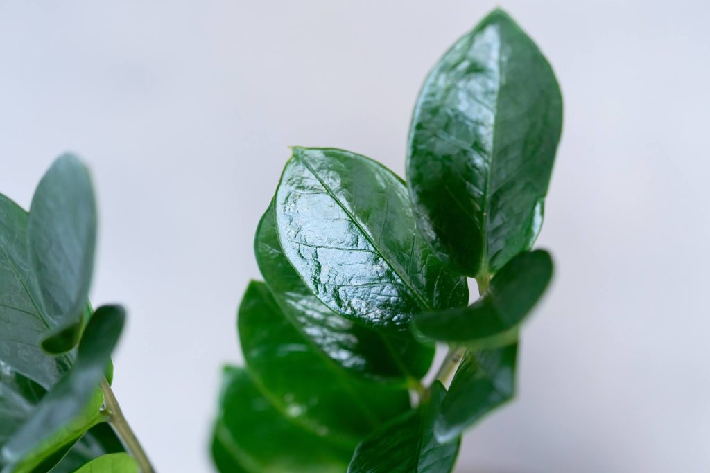 ザミオクルカス ラウンドリーフ ザミオクルカス ラウンドリーフ 初心者もマニアも楽しめる