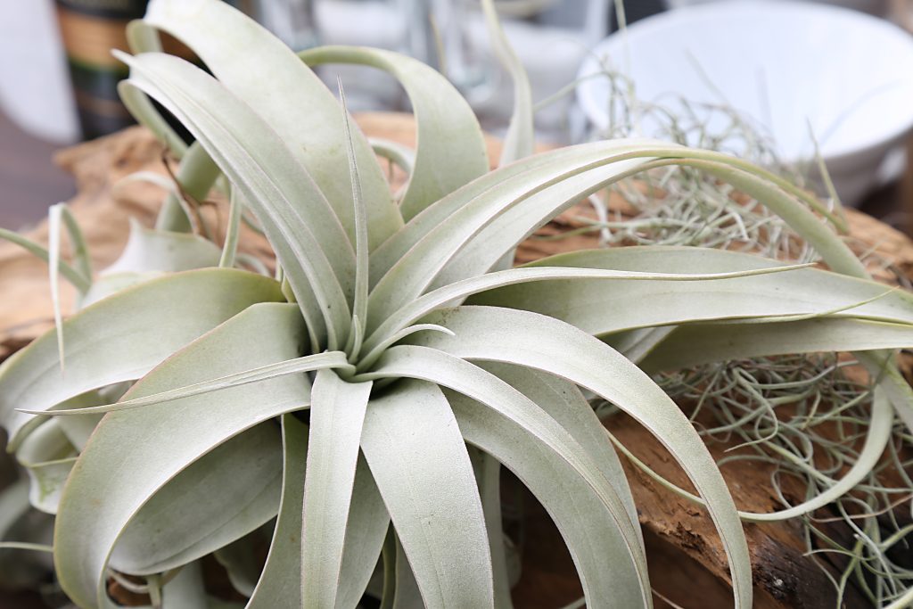 チランジア キセログラフィカの育て方｜植物図鑑｜HanaPrime（ハナ