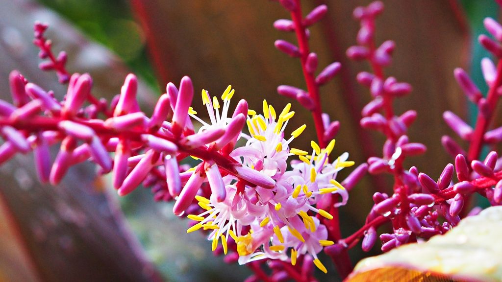 コルジリネ ターミナリスの育て方｜植物図鑑｜HanaPrime（ハナプライム）