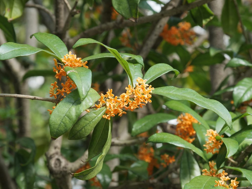 キンモクセイ@プロフィールご参考ください キンモクセイ | Spotify