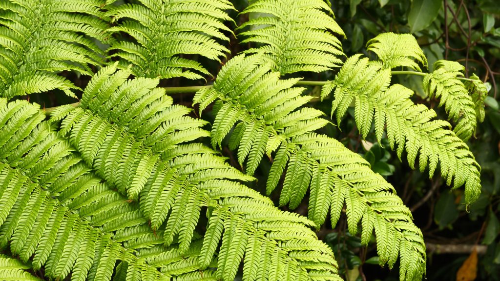 リュウビンタイの育て方｜植物図鑑｜HanaPrime（ハナプライム）