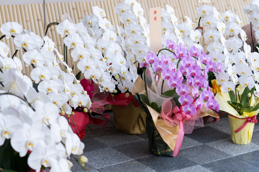 ファレノプシスとはどんな意味？胡蝶蘭との違いを詳しく解説｜植物図鑑