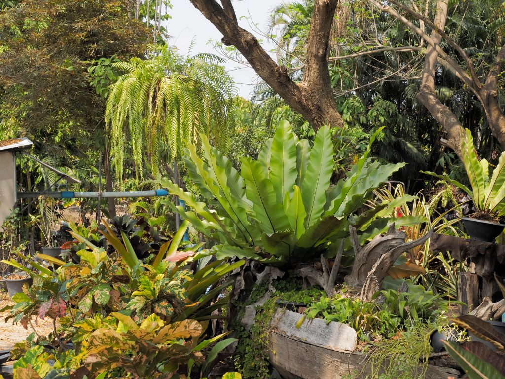 ⭐アンスリウム・フーケリー(特大) ⭐ 鉢下より約130㎝ 横幅約140㎝ ⭐アンスリウム・フーケリー(特大) ⭐ 鉢下より約130㎝ 横幅約140