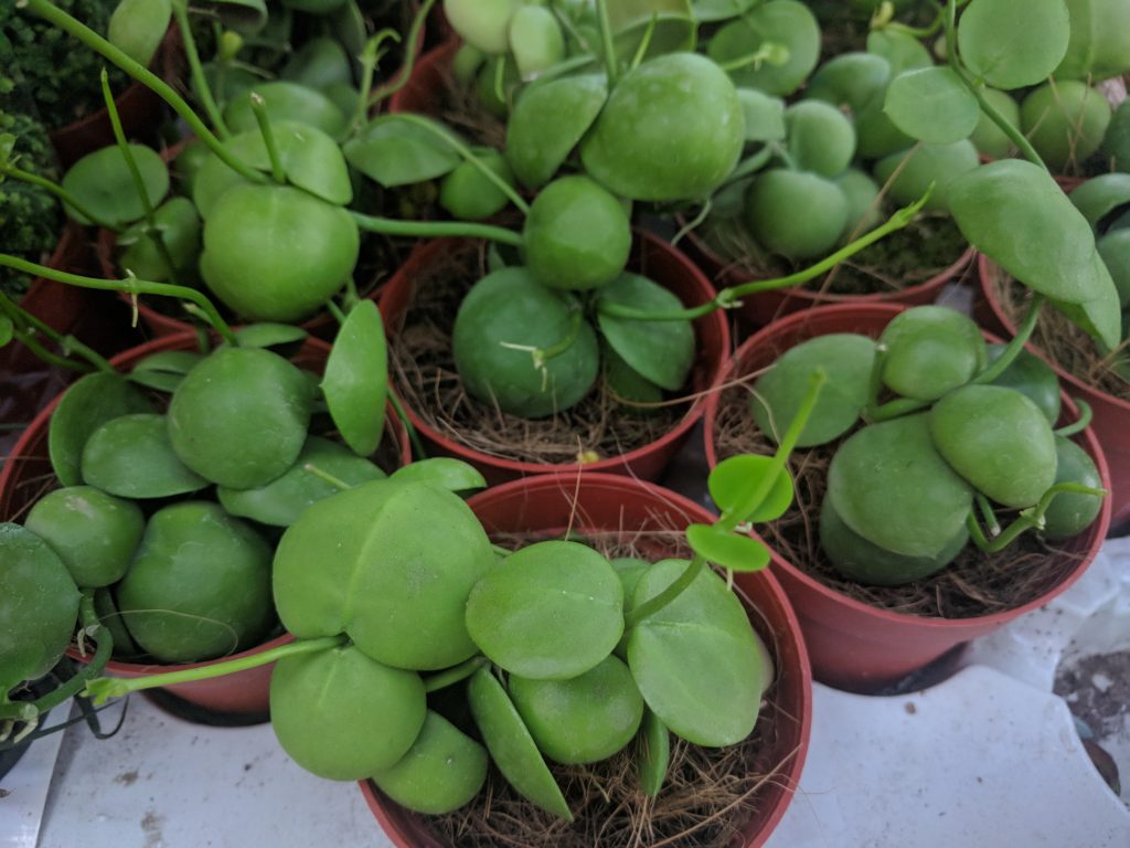 ディスキディア インブリカータの育て方｜植物図鑑｜HanaPrime