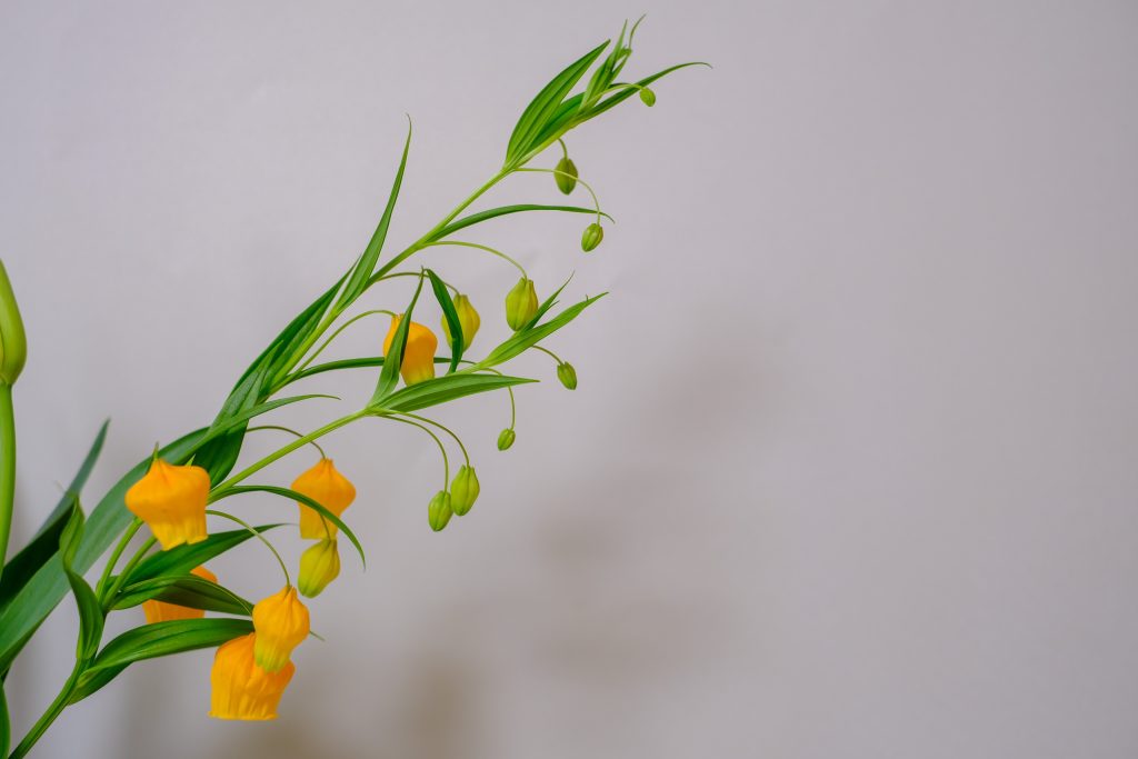 サンダーソニアの育て方｜植物図鑑｜HanaPrime（ハナプライム）