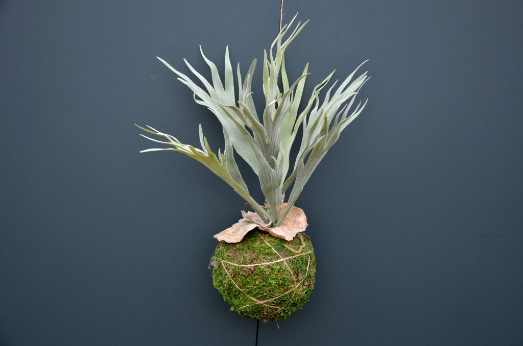 ビカクシダ ネザーランドの育て方｜植物図鑑｜HanaPrime（ハナプライム）