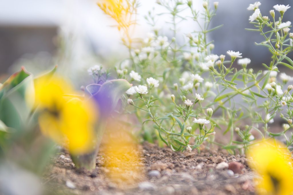 カスミソウ（かすみ草）の育て方｜植物図鑑｜HanaPrime（ハナプライム）