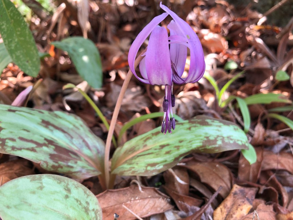 カタクリの育て方｜植物図鑑｜HanaPrime（ハナプライム）