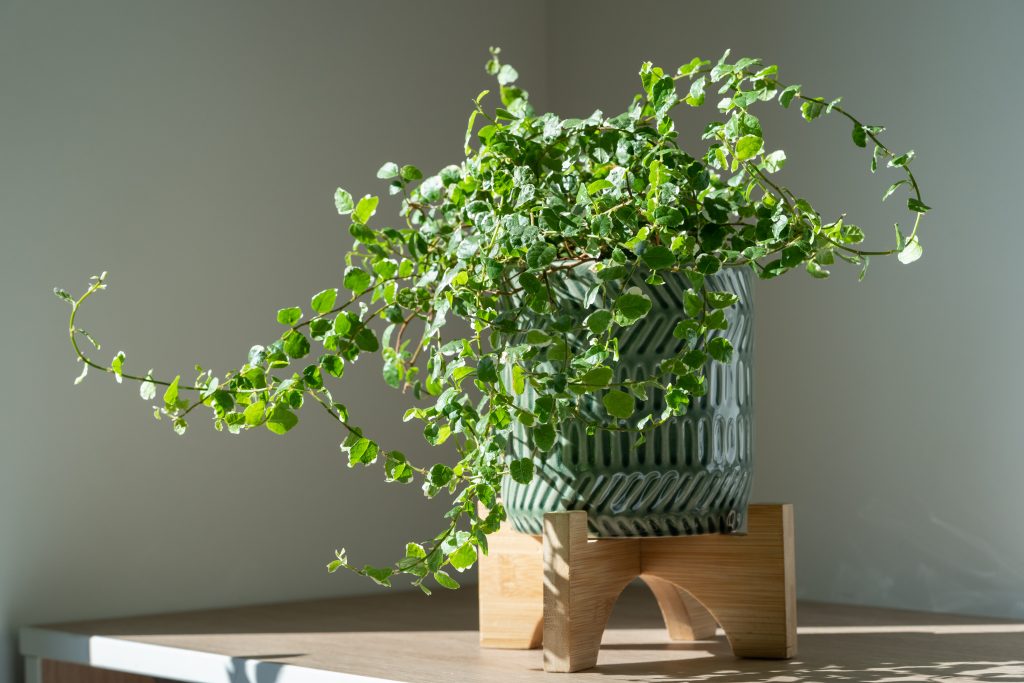 フィカス プミラの育て方｜植物図鑑｜HanaPrime（ハナプライム）