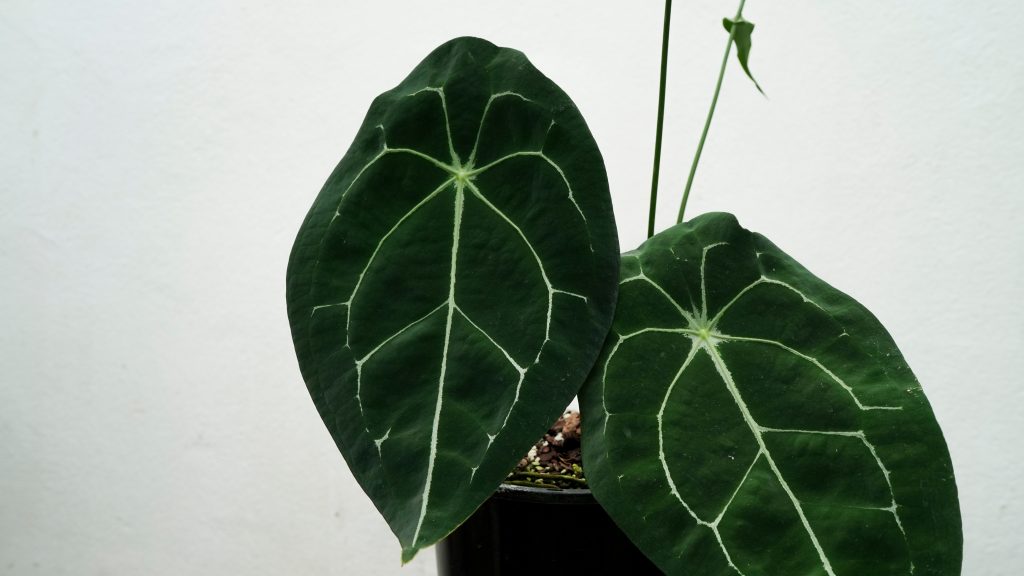 瓶ごと　アンスリウム　クラリネルビウム 原種アンスリウム クラリネルビウム ベルベットのような光沢と