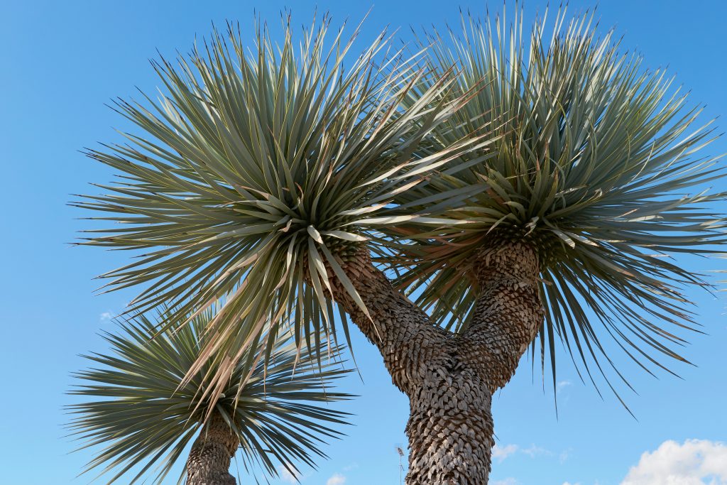 ユッカ ロストラータ 黄紐 ユッカ ロストラータの育て方｜植物図鑑
