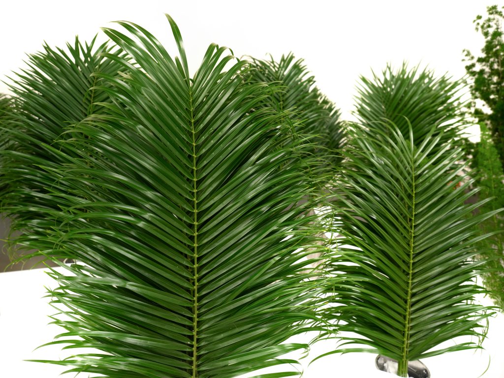 フェニックス ロベレニーの育て方｜植物図鑑｜HanaPrime（ハナ