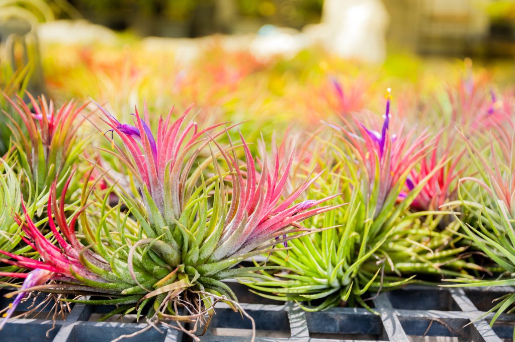 Youichi.N | チランジア イオナンタ ストリクタ Tillandsia