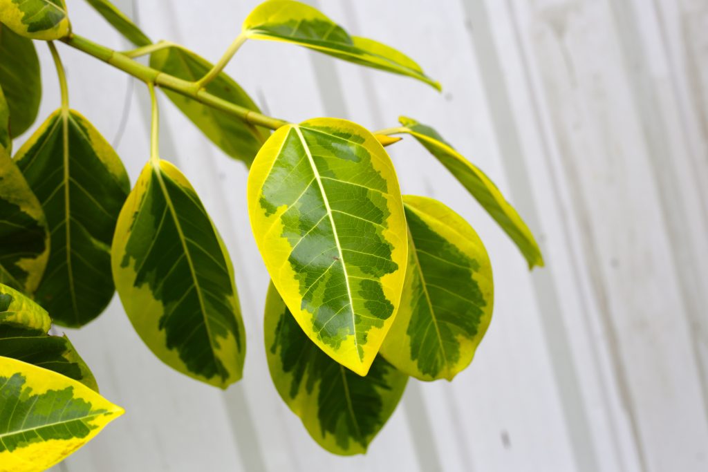 フィカス アルテシマの育て方｜植物図鑑｜HanaPrime（ハナプライム）