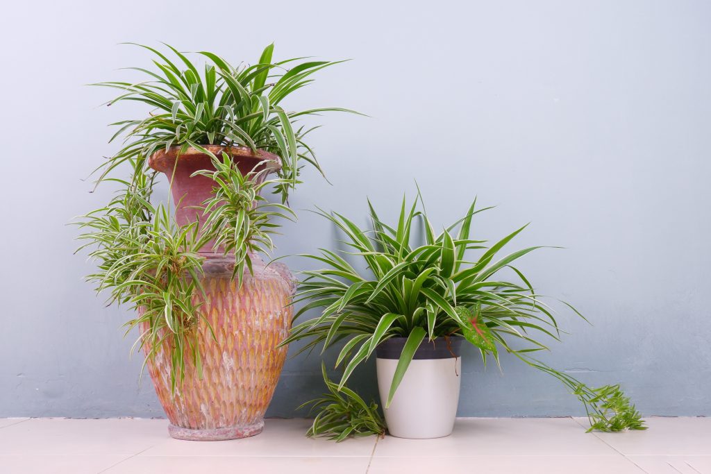 寒さに強いおすすめ観葉植物12選屋外（庭）でもOK｜植物図鑑