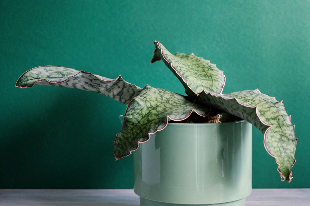 サンスベリア ピングイキュラの育て方｜植物図鑑｜HanaPrime（ハナ