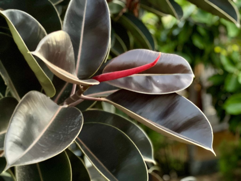 フィカス バーガンディの育て方｜植物図鑑｜HanaPrime（ハナプライム）