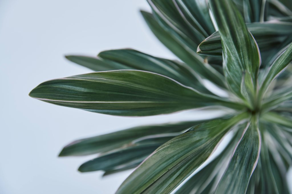 コルジリネ サンゴの育て方｜植物図鑑｜HanaPrime（ハナプライム）