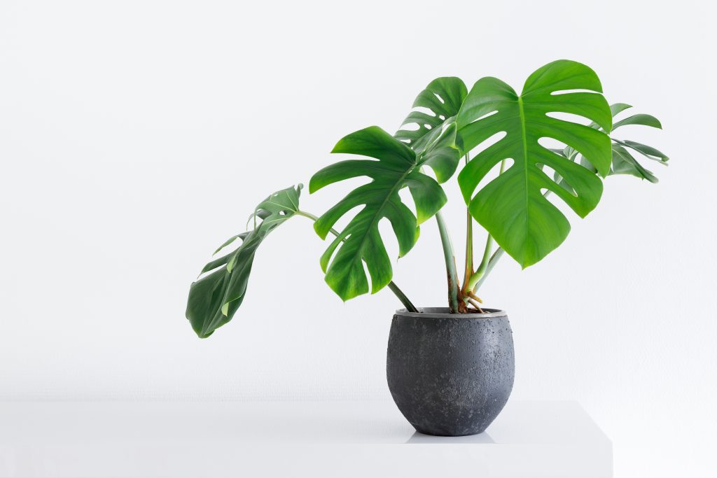 モンステラ アダンソニーの育て方|植物図鑑|HanaPrime(ハナ モンステラ アダンソニーの育て方|植物図鑑|HanaPrime(ハナ