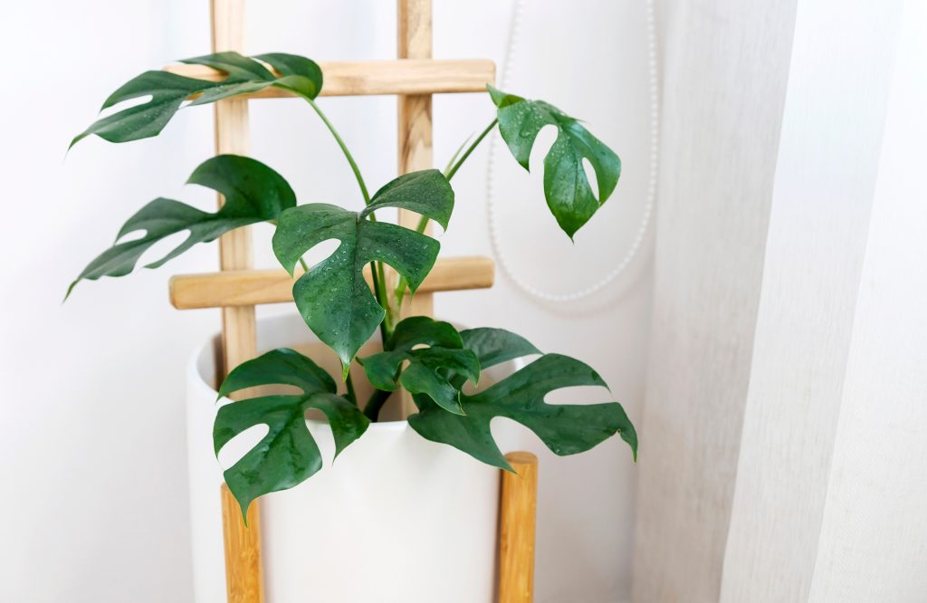 モンステラ アダンソニーの育て方|植物図鑑|HanaPrime(ハナ モンステラ アダンソニーの育て方|植物図鑑|HanaPrime(ハナ