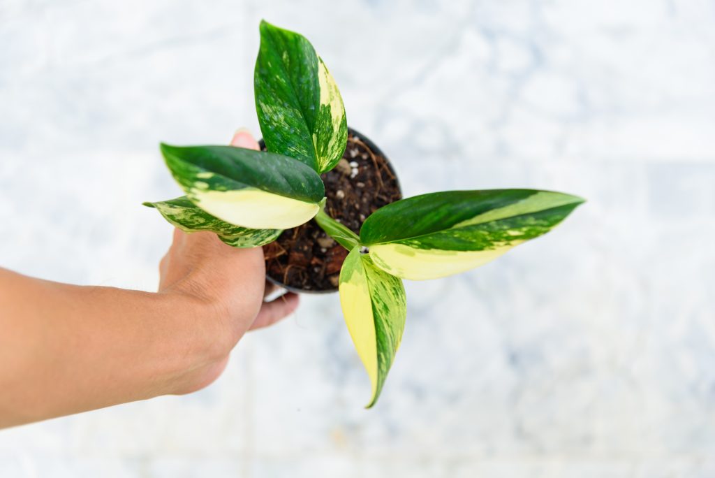 モンステラ アダンソニーの育て方|植物図鑑|HanaPrime(ハナ モンステラ アダンソニーの育て方|植物図鑑|HanaPrime(ハナ